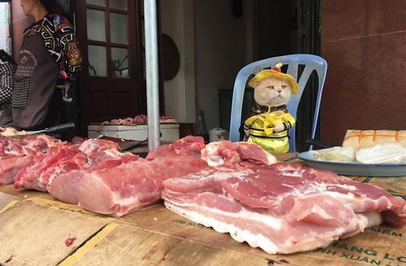 Chú mèo bán cá, thịt gây sốt ở chợ Hải Phòng